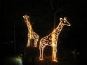Toledo Zoo Lights 2008 006